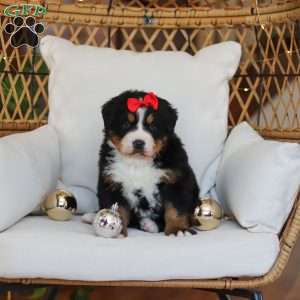 Princess Star, Bernese Mountain Dog Puppy